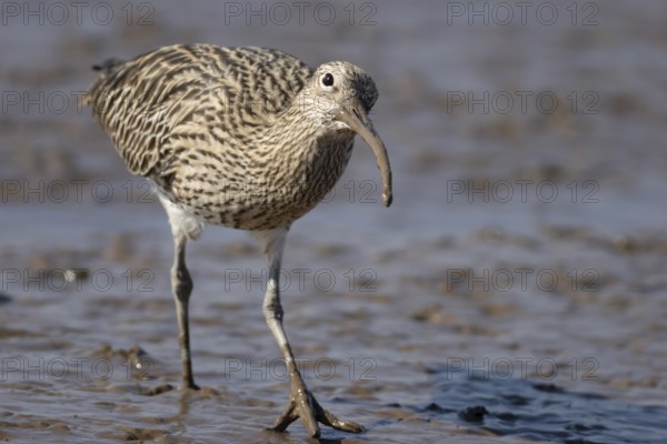 Eurasian curlew (Numenius arquata) adult wader bird on a mudflat, England, United Kingdom