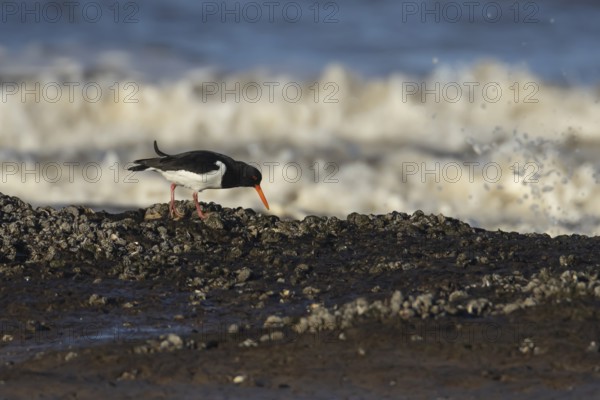 Eurasian oystercatcher (Haematopus ostralegus) adult wader bird on a coastline, England, United Kingdom