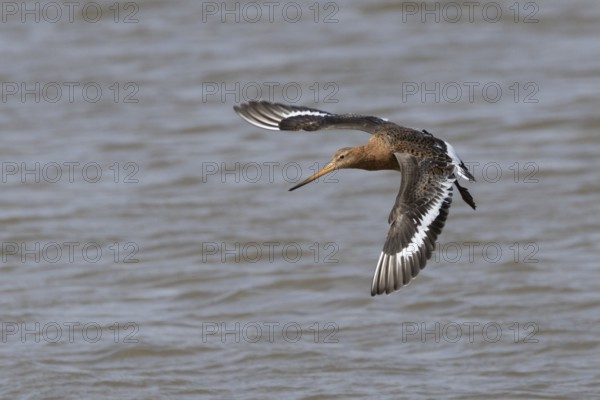 Black tailed godwit (Limosa limosa) adult male wader bird in summer plumage in flight over a lagoon, England, United Kingdom