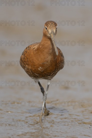 Black tailed godwit (Limosa limosa) adult male wader bird in summer plumage on a mudflat, England, United Kingdom