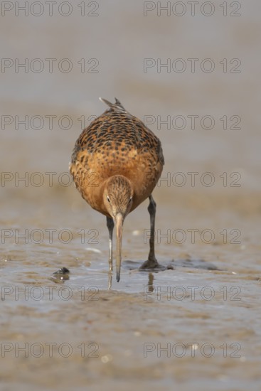 Black tailed godwit (Limosa limosa) adult male wader bird in summer plumage feeding on a mudflat, England, United Kingdom