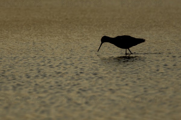 Spotted redshank (Tringa erythropus) silhouette of an adult wader bird feeding in a shallow lagoon at sunset, England, United Kingdom
