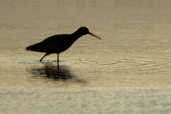 Spotted redshank (Tringa erythropus) silhouette of an adult wader bird calling in a shallow lagoon at sunset, England, United Kingdom