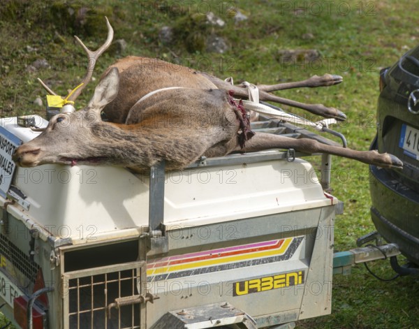 Trailer with dead stag deer killed in a hunt, Selva de Oza, Valle de Hecho, Pyrenees Mountains, Huesca province, Aragon, Spain
