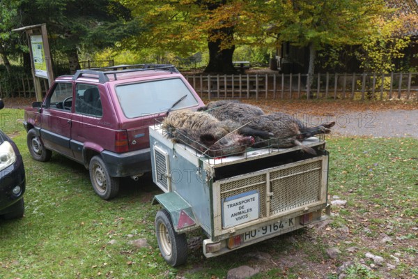 Car and trailer dead wild boar pigs killed in a hunt, Selva de Oza, Valle de Hecho, Pyrenees Mountains, Huesca province, Aragon, Spain