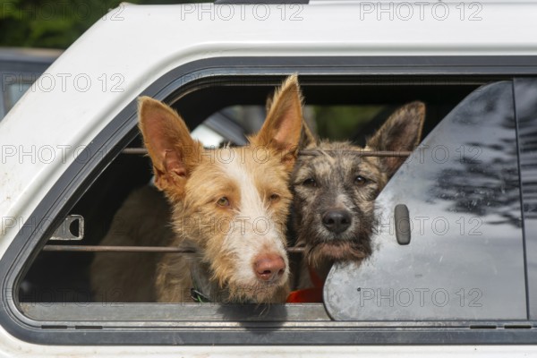 Faces of hunting dogs in car window, Selva de Oza, Valle de Hecho, Pyrenees Mountains, Huesca province, Aragon, Spain