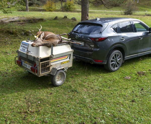 Car and trailer with dead stag deer killed in a hunt, Selva de Oza, Valle de Hecho, Pyrenees Mountains, Huesca province, Aragon, Spain