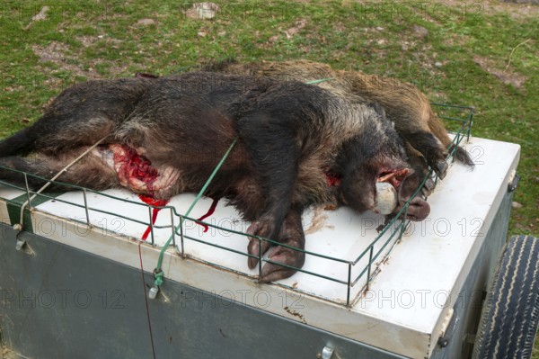 Dead wild boar pigs killed in a hunt, Selva de Oza, Valle de Hecho, Pyrenees Mountains, Huesca province, Aragon, Spain