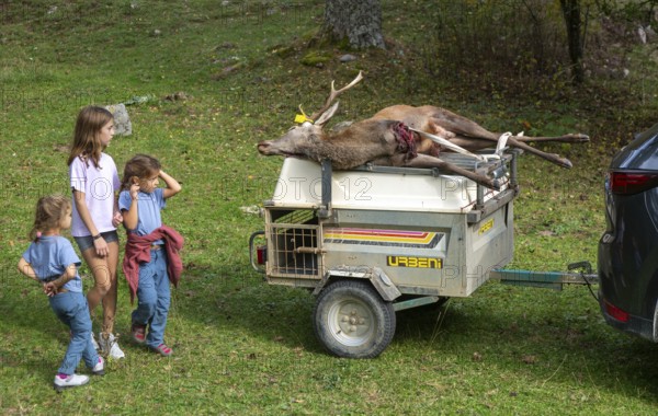 Children looking at dead stag deer killed in a hunt, Selva de Oza, Valle de Hecho, Pyrenees Mountains, Huesca province, Aragon, Spain