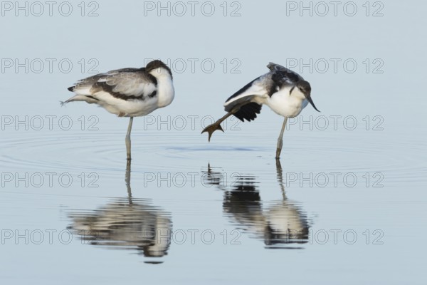 Pied avocet (Recurvirostra avosetta) two adult wader birds in water of a shallow lagoon in summer, England, United Kingdom