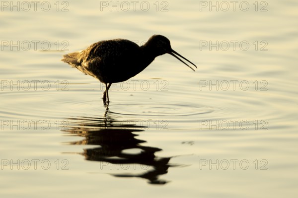 Spotted redshank (Tringa erythropus) silhouette of an adult wader bird feeding in a shallow lagoon at sunset, England, United Kingdom