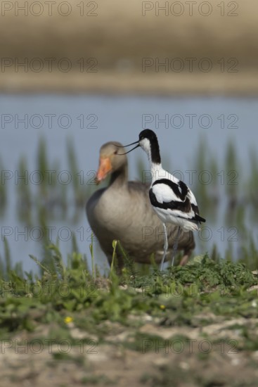 Pied avocet (Recurvirostra avosetta) adult wader bird calling on an island on a lagoon in summer, England, United Kingdom