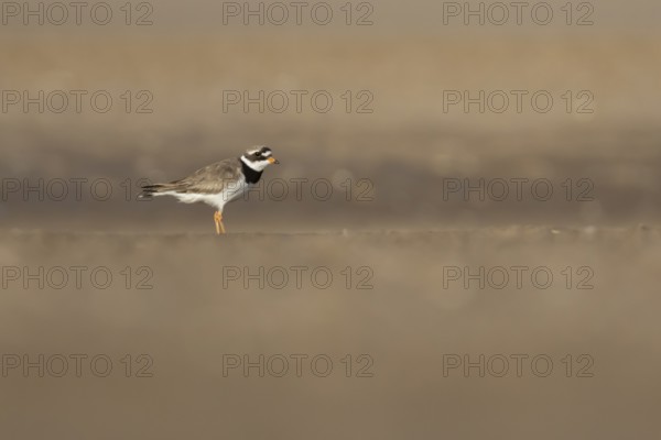 Ringed plover (Charadrius hiaticula) adult wader bird on a beach in summer, England, United Kingdom