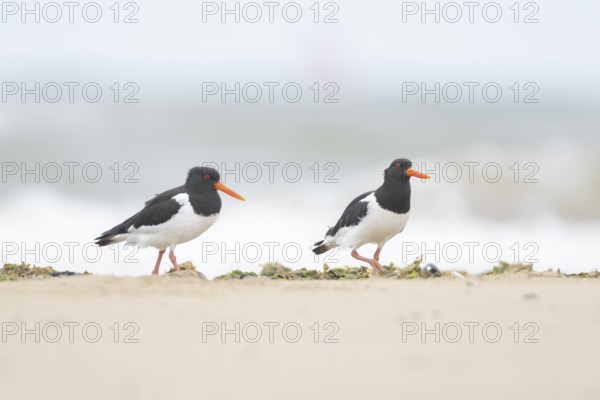 Euasian oystercatcher (Haematopus ostralegus) two adult wader birds on a beach in summer, England, United Kingdom
