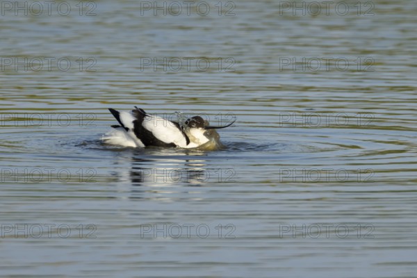 Pied avocet (Recurvirostra avosetta) adult wader bird bathing in water of a shallow lagoon in summer, England, United Kingdom