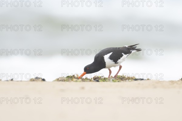 Euasian oystercatcher (Haematopus ostralegus) adult wader bird feeding on a beach in summer, England, United Kingdom