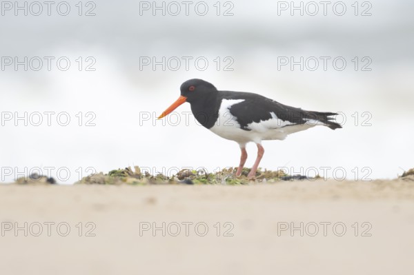 Euasian oystercatcher (Haematopus ostralegus) adult wader bird on a beach in summer, England, United Kingdom