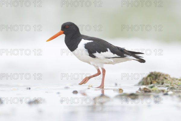 Euasian oystercatcher (Haematopus ostralegus) adult wader bird on a coast shoreline in summer, England, United Kingdom