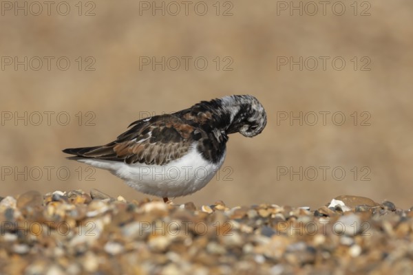 Ruddy turnstone (Arenaria interpres) adult wader bird in summer plumage on a shingle beach, England, United Kingdom