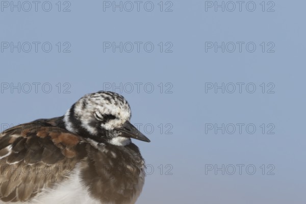 Ruddy turnstone (Arenaria interpres) adult wader bird in summer plumage sleeping on a shingle beach, England, United Kingdom