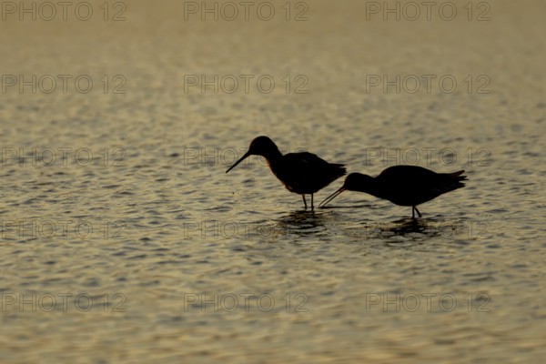 Spotted redshank (Tringa erythropus) silhouette of two adult wader birds in a shallow lagoon at sunset, England, United Kingdom