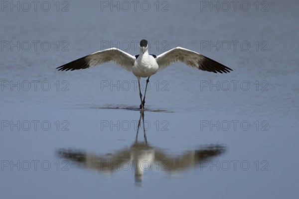 Pied avocet (Recurvirostra avosetta) adult wader bird stretching its wings in water of a shallow lagoon in summer, England, United Kingdom