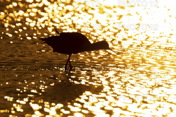 Pied avocet (Recurvirostra avosetta) silhouette of an adult wader bird in water of a shallow lagoon in summer at sunset, England, United Kingdom