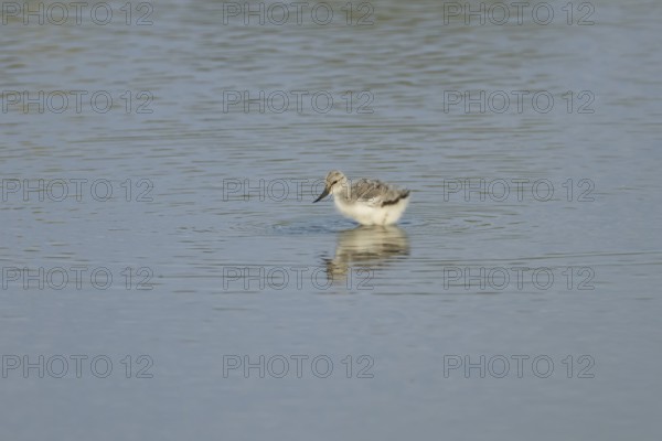 Pied avocet (Recurvirostra avosetta) juvenile wader bird in a shallow lagoon in summer, England, United Kingdom