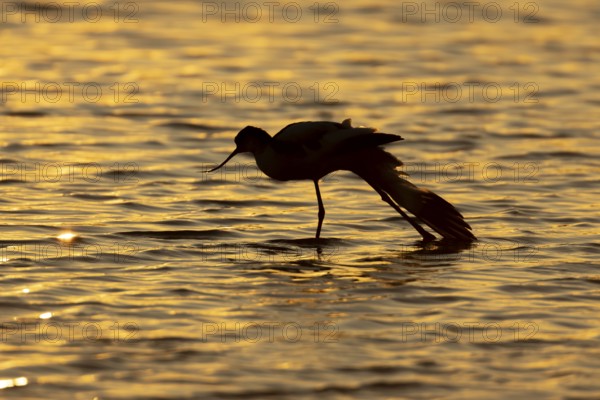 Pied avocet (Recurvirostra avosetta) silhouette of an adult wader bird stretching in water of a shallow lagoon in summer at sunset, England, United Kingdom