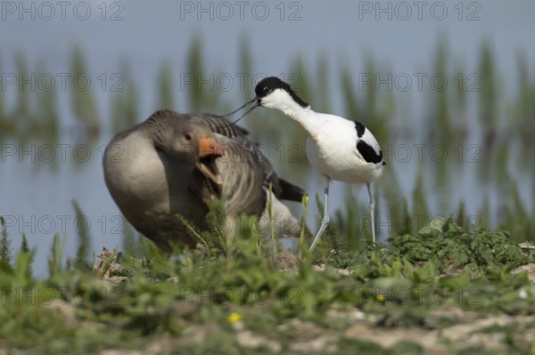 Pied avocet (Recurvirostra avosetta) adult wader bird in an argument with a Greylag goose (Anser anser) on an island in a lagoon in summer, England, United Kingdom