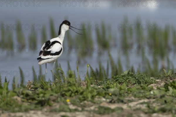 Pied avocet (Recurvirostra avosetta) adult wader bird calling on an island on a lagoon in summer, England, United Kingdom