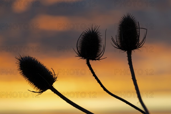Wild card, (Dipsacus sylvestris), wild card in backlight at sunrise, winter, Münsterland, North Rhine-Westphalia, Germany