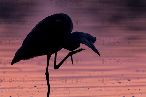 Grey heron, (Ardea cinerea), gray heron standing in shallow water, in front of sunrise, Lusatia, Saxony, Germany