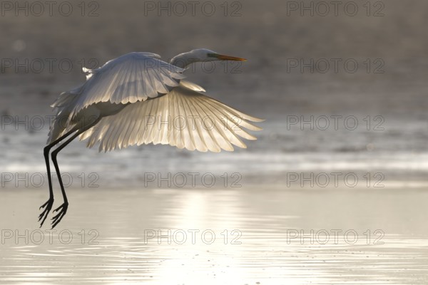 Great Egret, (Egretta alba), Great Egret in flight, back light, Lusatia, Saxony, Germany
