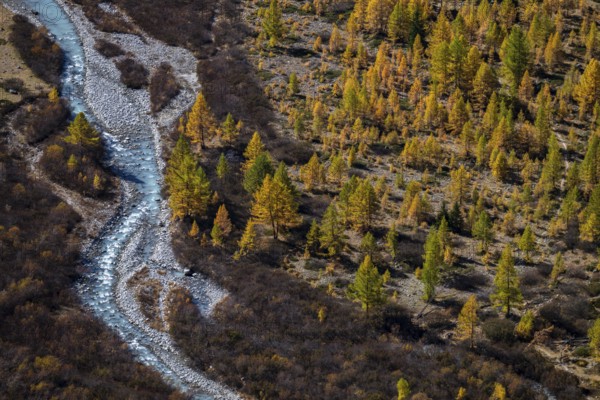 Rhone glacial river with autumnal larches, Canton of Valais, Switzerland