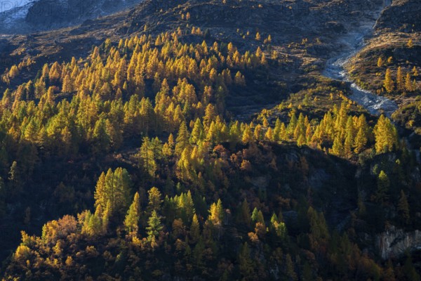 Autumn larches on a mountainside, Val d'Herens, Canton of Valais, Switzerland