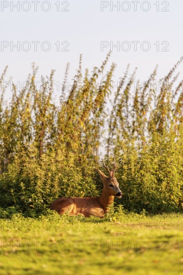 A roe buck (Capreolus capreolus) rests next to a nettle thicket on a sunny morning. Bavaria, Germany