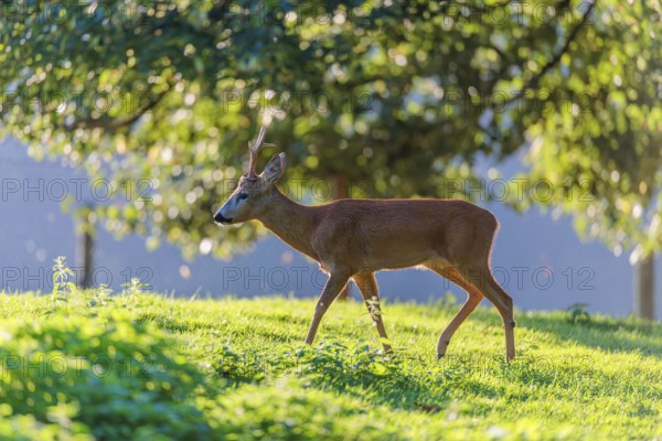 A roe buck (Capreolus capreolus) walks across a green meadow with trees on a sunny day. Bavaria, Germany