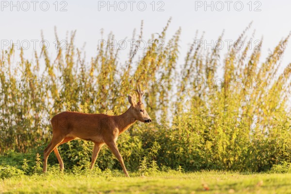 A roe buck (Capreolus capreolus) runs past a nettle bush on a sunny morning. Bavaria, Germany