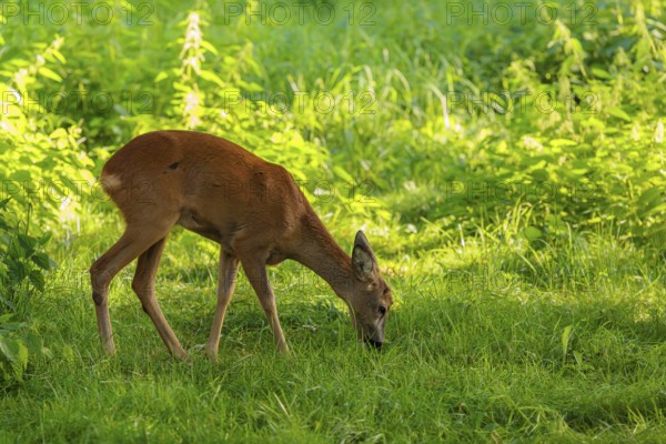 A roe deer (Capreolus capreolus) grazes next to a nettle bush on a sunny morning. Bavaria, Germany