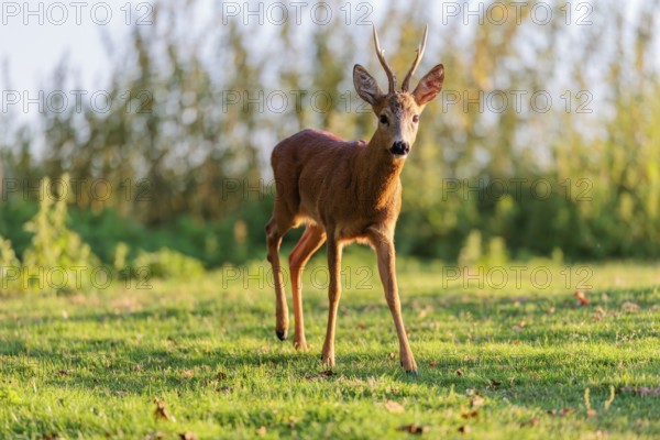 A roe buck (Capreolus capreolus) walks across a green meadowon a sunny day. A nettle bush can be seen in the background. Bavaria, Germany