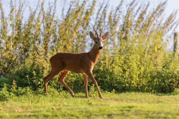 A roe buck (Capreolus capreolus) stands next to a nettle thicket on a sunny morning. Bavaria, Germany