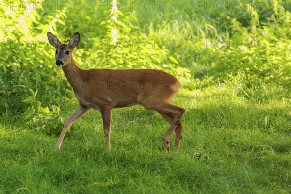 A roe deer (Capreolus capreolus) runs past a nettle bush on a sunny morning. Bavaria, Germany