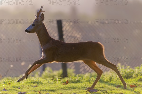 A roe buck (Capreolus capreolus) runs across a green meadow on a sunny day. A fence can be seen in the background. Bavaria, Germany