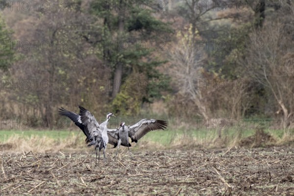 Cranes (Grus grus), fighting, Lower Saxony, Germany