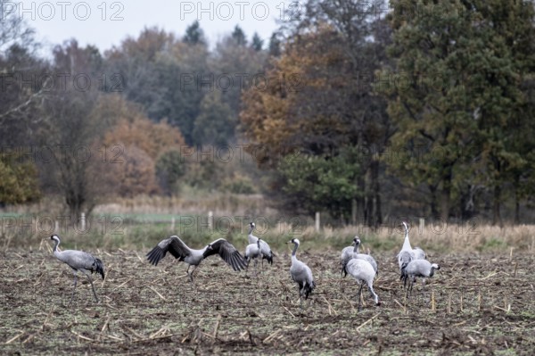 Cranes (Grus grus), Lower Saxony, Germany