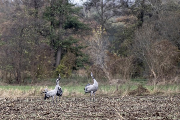 Cranes (Grus grus), calling, Lower Saxony, Germany