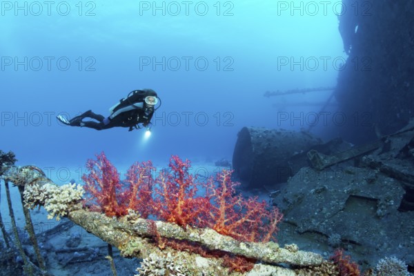 Diver, diver, looking at Klunzinger's soft coral (Dendronephthya) on wreck, shipwreck, Chrisoula K, Greek, cargo ship, tile carrier, midship, sunk on 30.08.1981 on Sha'b reef, or Shaab Abu Nuhas, Red Sea, Egypt