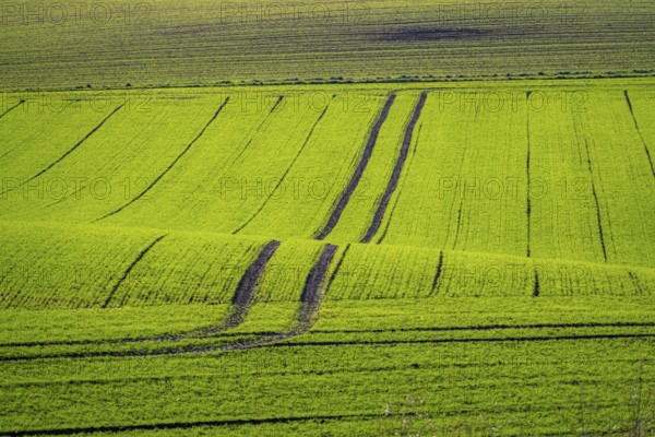 Traces of tractors in a freshly tilled field, first growth of winter grain, near Ratingen, North Rhine-Westphalia, Germany