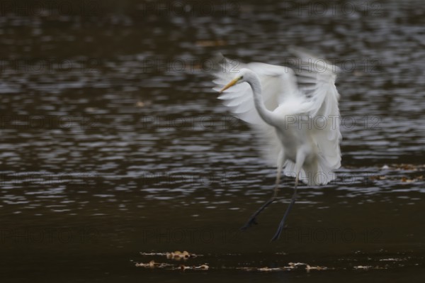 A great egret (Ardea alba) landing on water, wings blurred, Hesse, Germany